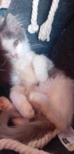 Mooi mantjes kater  en poesje te koop maine coons, Dieren en Toebehoren, Kater, 0 tot 2 jaar