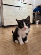 Een kat, Dieren en Toebehoren, Katten en Kittens | Raskatten | Langhaar, Kater, 0 tot 2 jaar