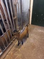 Dwerggeiten lammetjes, Dieren en Toebehoren, Schapen, Geiten en Varkens, Vrouwelijk, Geit