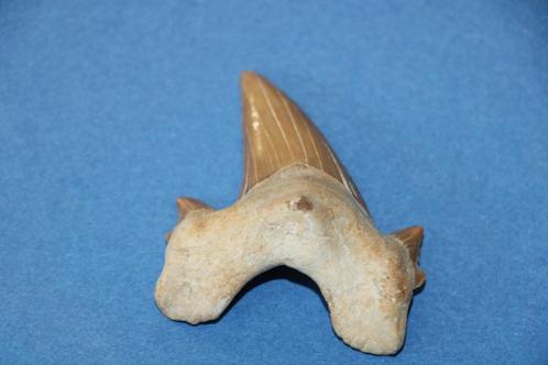Haaientand Otodus obliquus, Verzamelen, Mineralen en Fossielen, Fossiel, Ophalen of Verzenden