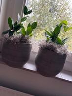 Plantenpotten - 2 middelgroot, 1 groot, Rond, Binnen, Zo goed als nieuw, Minder dan 40 cm