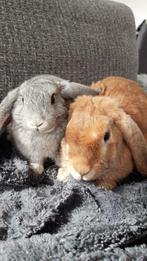 2 hangoor dwergkonijnen, Dieren en Toebehoren, Konijnen, Meerdere dieren, Groot, Hangoor