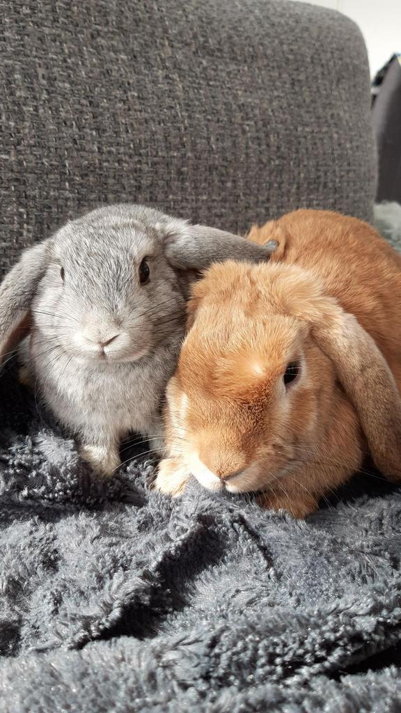 2 hangoor dwergkonijnen, Dieren en Toebehoren, Konijnen, Groot, Meerdere dieren, Hangoor