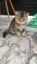 Britse Korthaar Kittens(1 Kater BESCHIKBAAR ZIE ADVERTENTIE), Dieren en Toebehoren, Katten en Kittens | Raskatten | Korthaar, Meerdere dieren