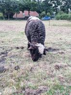 Bont Walliser Schwarznase (mogelijk drachtig), Vrouwelijk, Schaap