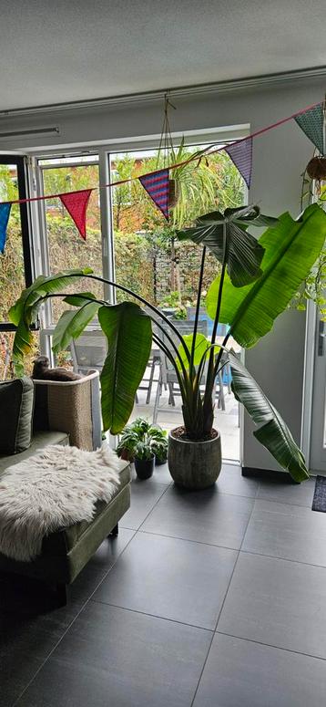 Grote Strelitzia / Paradijsvogelplant ca. 2m + mooie pot! beschikbaar voor biedingen