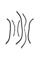 Treeplank rubber origineel La Souris Valexim, Gebruikt, Ophalen of Verzenden, La Souris