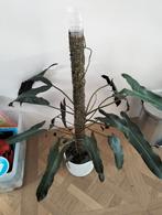 philodendron atabapoense op mosstok, Overige soorten, In pot, Minder dan 100 cm, Groene kamerplant