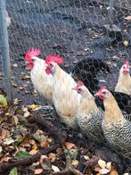 Friesche citroenpel, Dieren en Toebehoren, Pluimvee, Meerdere dieren, Kip