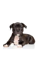 GEZOCHT engelse stofford pup, Dieren en Toebehoren, Rabiës (hondsdolheid), 8 tot 15 weken, Geslacht onbekend, Eén hond