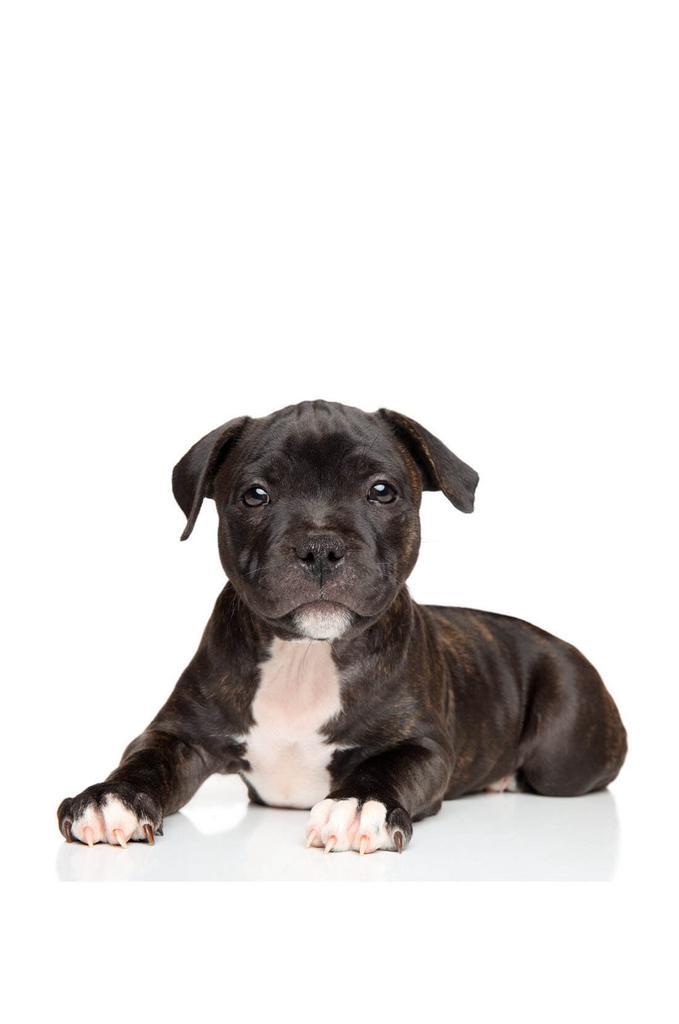 GEZOCHT engelse stofford pup, Dieren en Toebehoren, Honden | Niet-rashonden, Middel, Geslacht onbekend, Particulier, Eén hond