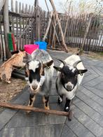 Vijf sterren huisje gezocht voor dit gecastreerde duo!, Dieren en Toebehoren, Vrouwelijk, Geit, 0 tot 2 jaar