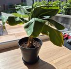 Bananenplant inclusief pot, Huis en Inrichting, Kamerplanten, Ophalen, Volle zon