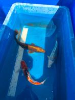 Koi 30 cm 150 pst desgewenst bezorgd aan huis, Dieren en Toebehoren, Vissen | Vijvervissen, Karper of Koi