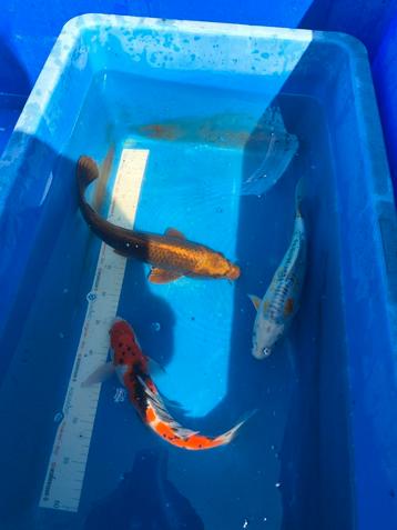 Koi 30 cm 150 pst desgewenst bezorgd aan huis  beschikbaar voor biedingen