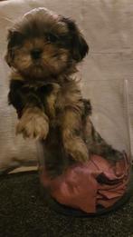 Shih Tzu 4 teefjes, diverse kleuren, Dieren en Toebehoren, Honden | Chihuahua's en Gezelschapshonden, Overige rassen, 8 tot 15 weken