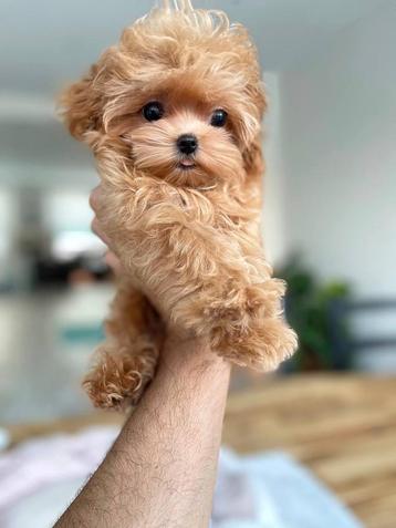 Exclusieve Maltipoo 1.5 kilo pup (Azian Toy Poedel-Maltezer) beschikbaar voor biedingen