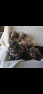 Dwergteckel puppy's, Dieren en Toebehoren, 8 tot 15 weken, Korthaar, Dwerg, Meerdere