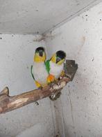 5 koppels bewezen caique,s, Meerdere dieren, Papegaai, Geringd