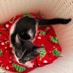 Kittens kruising oosterse korthaar, Meerdere dieren, Kortharig, 0 tot 2 jaar