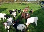 J onge bokjes, Dieren en Toebehoren, Schapen, Geiten en Varkens, Mannelijk, Geit, 0 tot 2 jaar