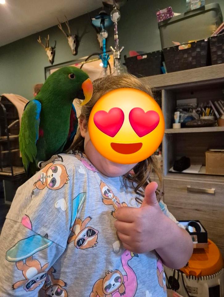 Tamme edelpapegaai met huisvesting, Dieren en Toebehoren, Vogels | Parkieten en Papegaaien, Papegaai, Mannelijk, Pratend, Tam
