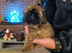 Hele mooie kleine speelse shihtzu pup, Dieren en Toebehoren, Overige rassen, Teef, Eén hond, Nederland