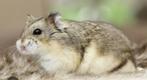 Gezocht!! Campbelli Dwerghamster, Dieren en Toebehoren, Ophalen
