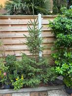Omorika boom in een tuinpot, Ophalen, In pot, Overige soorten