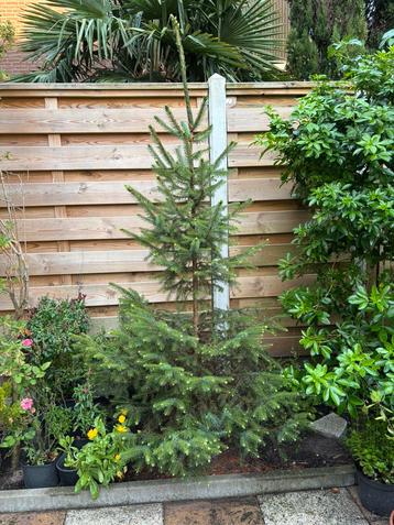 Omorika boom in een tuinpot beschikbaar voor biedingen