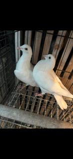 witte postduiven, Dieren en Toebehoren, Vogels | Duiven, Mannelijk, Postduif