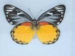 vlinder Delias Descombesi, Verzamelen, Dierenverzamelingen, Nieuw, Overige soorten, Opgezet dier, Ophalen of Verzenden