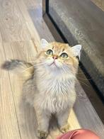 Dekkater, 0 tot 2 jaar