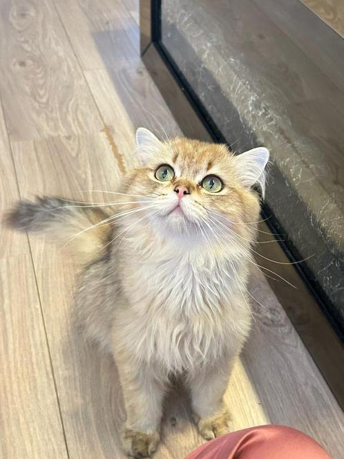 Dekkater, Dieren en Toebehoren, Katten en Kittens | Dekkaters, 0 tot 2 jaar