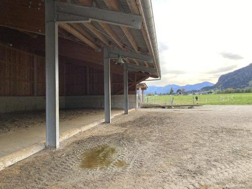 Stalling gezocht omgeving Langedijk, Dieren en Toebehoren, Stalling en Weidegang, Stalling