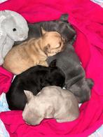 Super lieve Franse bulldog pups met snuitje, Dieren en Toebehoren, Particulier, Rabiës (hondsdolheid), Meerdere, Bulldog