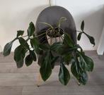 Philodendron Bette Waterbury (69686) prachtige grote plant., Ophalen, Overige soorten, Halfschaduw, Minder dan 100 cm