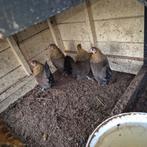 Hollandsekriel trio., Meerdere dieren, Kip