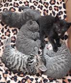 Kittens te koop €70,00 GERESERVEERD!!, Dieren en Toebehoren, Katten en Kittens | Overige Katten