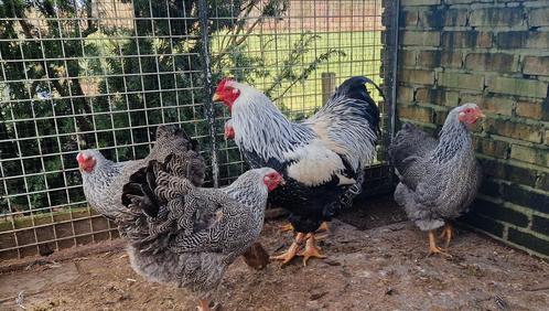 Wyandotte groot meerzomig zilverpatrijs 8 weken oud, Dieren en Toebehoren, Pluimvee, Kip, Meerdere dieren