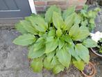 diverse tuinplanten, Volle zon, Vaste plant, Zomer, Ophalen
