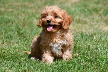 Cavapoo pups te koop beschikbaar voor biedingen