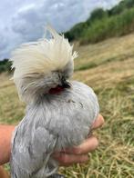 Lieve tamme jonge krielhaan, Dieren en Toebehoren, Pluimvee, Mannelijk, Kip