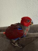 Edelpapegaai pop, Dieren en Toebehoren, Papegaai, Geringd