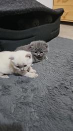 Prachtige BKH kittens gevaccineerd met vaccinatieboekje, Dieren en Toebehoren, Katten en Kittens | Raskatten | Korthaar, Meerdere dieren