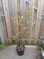 Magnolia Susan, In pot, Halfschaduw, Lente, Overige soorten