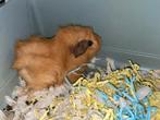 Cavia, Cavia, Vrouwelijk, Mei, Tam