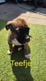 2 Cane Corso pups zoeken een gouden mandje, Dieren en Toebehoren, Honden | Bulldogs, Pinschers en Molossers, Overige rassen, Meerdere