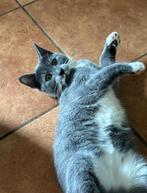 Lieve zachtaardige kitten Muis, Dieren en Toebehoren, Katten en Kittens | Overige Katten, Poes, Kortharig, 0 tot 2 jaar