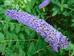 Restpartij 50 stuks wilde vlinderstruiken met blauwpaarse bl, Tuin en Terras, Planten | Struiken en Hagen, Haag, Minder dan 100 cm